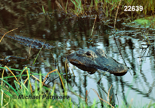 American Alligator (Alligator mississippiensis)